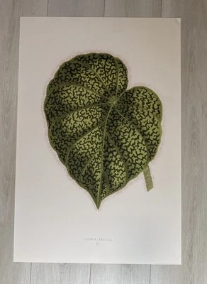 Poster Wall decor Begonia 20 X 30 Inches - Image 1 of 2