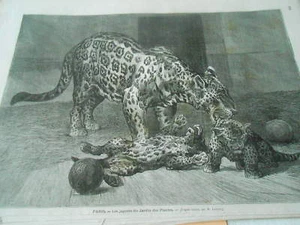 Gravure 1873 - Les Jaguars du jardin des plantes à Paris - Picture 1 of 1