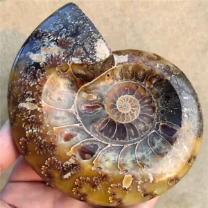 381g Conchiglia lucidante naturale Posacenere fossile di ammonite esemplari del Madagascar F91 - Foto 1 di 11