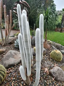 Cleistocactus strausii - Silver Torch/Silver Tower Cactus - 10 + SEEDS - Picture 1 of 5
