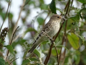 Bird Photo Picture In A4 Frame - Spotted Flycatcher - Picture 1 of 2