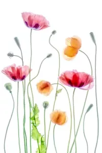 Amapolas por Mandy Disher Giclee impresión artística en papel o lienzo envío gratis - Imagen 1 de 3