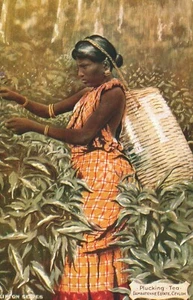 Postal de colección de Sri Lanka Ceilán Plucking Tea Dambatenne Estate B96 - Imagen 1 de 2