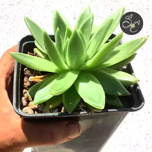 14 cm suculenta PREMIUM🌵ECHEVERIA AGAVOIDES🌵planta adulta MADRE COLECCION - Imagen 1 de 2