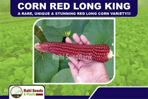 Corn Red Long King - A Rare, Unique & Stunning Red Long Corn Variety!!! - Picture 1 of 7