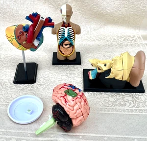 SET 4 KLEINE ANATOMIE MODELLE - BEWEGLICHE, ABNEHMBARE TEILE - GEBRAUCHT! - Bild 1 von 6