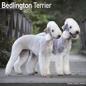 BEDLINGTON - CALENDARIO 2025 - NUEVO - 603123 - Imagen 1 de 2
