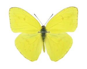 Unmounted Butterfly/Pieridae - Phoebis sennae marcellina, male, Colombia - Imagen 1 de 2