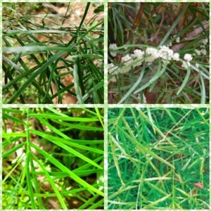 Dried whole leves Asparagus rascemosus gonoclados Baker Liliaceaf Hathawariya - Picture 1 of 2