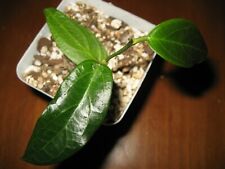 New listing
		Very Rare Hoya sp Flores Island Ut-039 Plant 3.5" Pot Purple Flowers Great Leaf