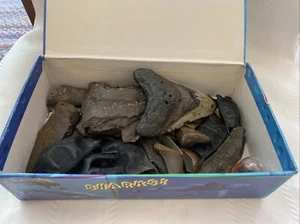 Shark Tooth Teeth Fossil Lot Very Cool!! - Picture 1 of 7