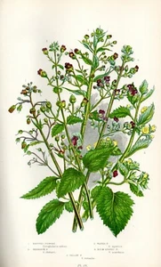 1899 Antica Stampa = SCROFULARIA (158) = Piante = CROMOLITO by Anne Pratt - Bild 1 von 1
