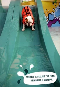 Encouragement Bulldog On Slide Courage To  Move Forward Hallmark Greeting Card  - Picture 1 of 3