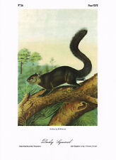 Dusky Squirrel Animal Vintage Picture Print 1989 John James Audubon AQ#334