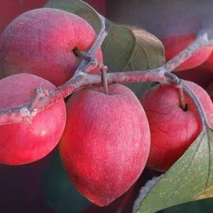 Híbrido Apple Ber azufaifo indio (Sundari rojo, planta de injerto) 1 planta de raíz desnuda - Imagen 1 de 4