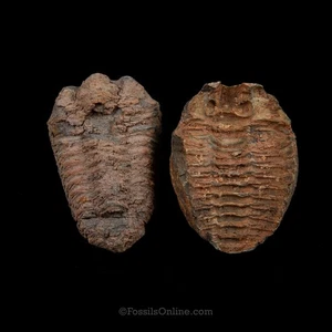 Ordovician Trilobite 3538 - Picture 1 of 2