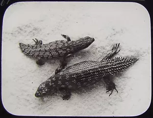 Glass Magic Lantern Slide FLORA & FAUNA NO22 C1890 PHOTO AUSTRALIA SAVILLE-KENT - Picture 1 of 2