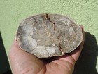 Endstück fossiles Holz - Dadoxylon sp. aus Chemnitz in Sachsen
