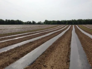 Mantillo de plástico negro oxodegradable - Película Eco-One 0,5 mil, 4 pies x 250 pies, jardín - Imagen 1 de 5