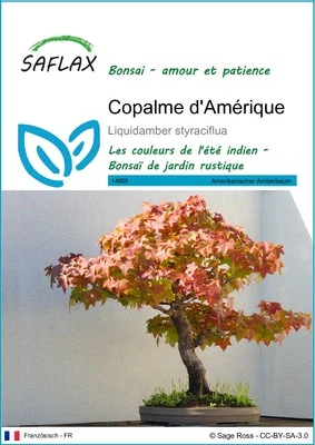 SAFLAX - Graines - Copalme d'Amérique - 100 Graines - Photo 1/4