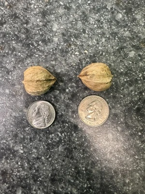 Shagbark Hickory Nuts In Shell/no husk 1 lb; Grade B-2; crafts & wildlife 2024 - Image 1 of 2