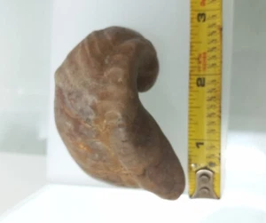  “Devils Toenail"  Fossil Bivalve Oysters Texigryphaea Navia! Jurassic Waco Tx . - Picture 1 of 10