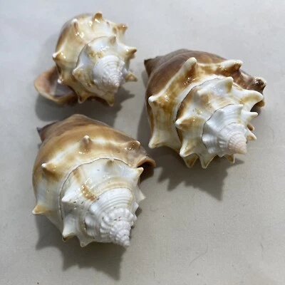 West Indian Fighting Conch. Strombus Pugilis. Lot of 3 - Image 1 of 4