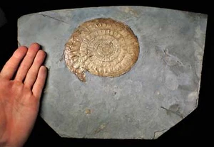 Riesige seltene komplette dezent schillernde Caloceras Display Ammonit Fossil (148mm)  - Bild 1 von 6