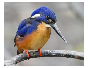 "Kingfisher Bird - Impresión fotográfica 8x10 en 8,5"" x 11" - Imagen 1 de 1
