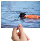 Photograph 6X4" - Cool Newfoundland Rescue Dog Art 15X10cm #3512