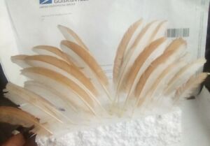 Chicken Feathers Lot Of 20. Cruelty free all Natural 3 to 7 in. Long. Diy. Fly