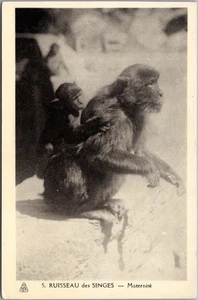 Vintage 1940s MONKEY Postcard "RUISSEAU des SINGES - Maternite" Algeria / UNUSED - Picture 1 of 2
