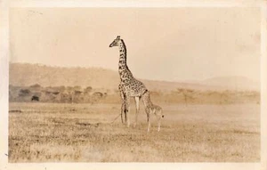 Kenya - Giraffe and cub - REAL PHOTO by Martin Johnson - Publ. A. H. Wardle & Co - Picture 1 of 2