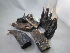 Lot Of 4 Real Gator Alligator Feet Taxidermy claw toes 4-5" Genuine Authentic