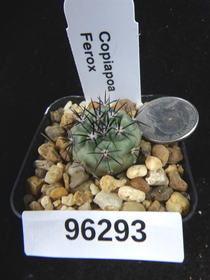 Copiapoa Ferox Seedling Live Cactus Cacti Succulent Plant 96293 - Image 1 of 1