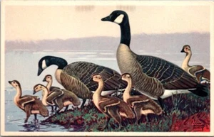 Postal American Wildlife Series Canada Goose macho hembra Goslings ©1939 Q607 - Imagen 1 de 2