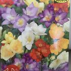 20 Freesia Bulbs  Flower  Blooms Mix Colors Pink Red Yellow Sumner Flowers Fresh