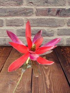 Artificial vintage star protea stems - Picture 1 of 9