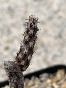 Pterocactus Tuberosus, Cold Hardy Cactus, Exact Plant (MG 1179.6) - Picture 1 of 5