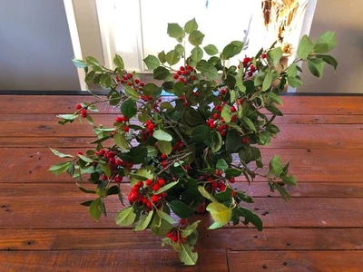 Fresh cut Holly branches w/red berries or Juniper mix w/blue berries - Image 1 of 4