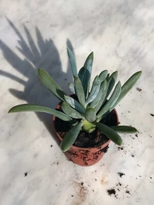 Senecio Phicoides Succulent Plant 5.5 cm Ø Cactus Aloe Sedum Agave - Picture 1 of 1