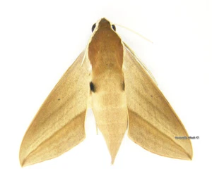 Unmounted Butterfly/Sphingidae - Theretra alecto, FEMALE, Turkey - Imagen 1 de 1