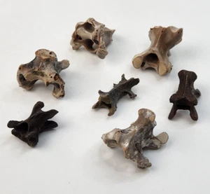 Bird Vertebra Fossil - Florida - Pleistocene Ice Age - 1 Per Purchase - Picture 1 of 22