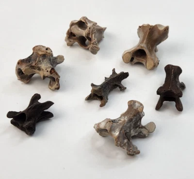 Bird Vertebra Fossil - Florida - Pleistocene Ice Age - 1 Per Purchase - Image 1 of 4