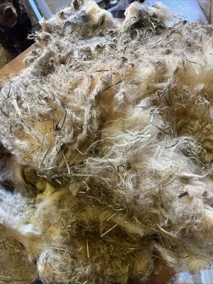 Icelandic fleece Really NICE, Raw unwashed, unskirted, 3.4 lbs - Image 1 of 4