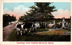 POSTCARD GREETINGS FROM NORTH BRANCH MICHIGAN - COWS INTHE FIELD - Picture 1 of 2
