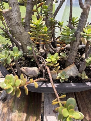 "Planta de jade Crassula Ovata - hoja pequeña - hoja grande - esquejes de 4-6"" - 1 de cada uno" Foto 1 de 4