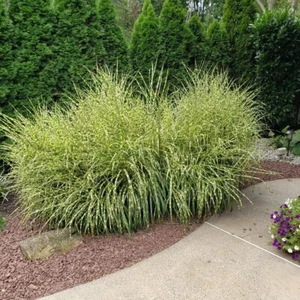 10+ ZEBRA GRASS Variegated Maiden Grass Miscanthus Sinensis Zebrinus Seeds - Picture 1 of 5