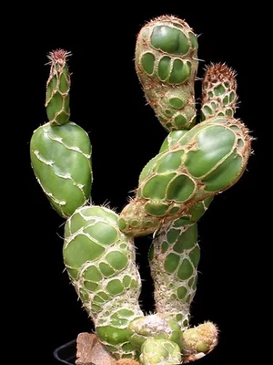 3PCS Raresucculent Opuntia zebrina cactus Succulent potted Home （rootless）5-8CM - Image 1 of 4