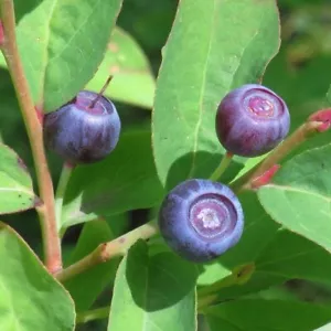 Big Huckleberry Seeds for Planting (30 Seeds) - Vaccinium membranaceum - Picture 1 of 4